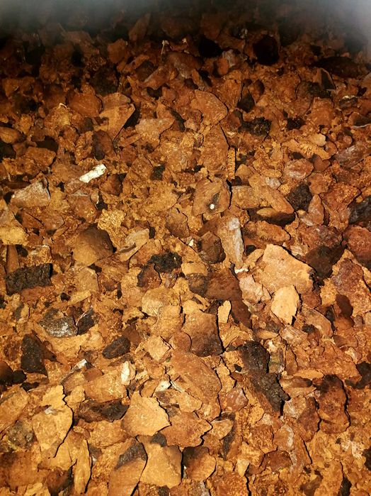 1 kg czaga czyr czarna huba błyskoporek