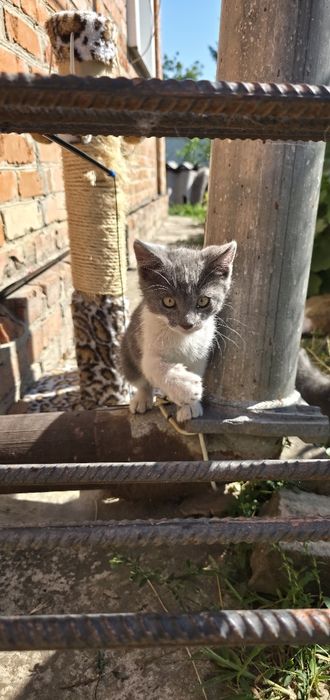 Кошенята шукають домівку