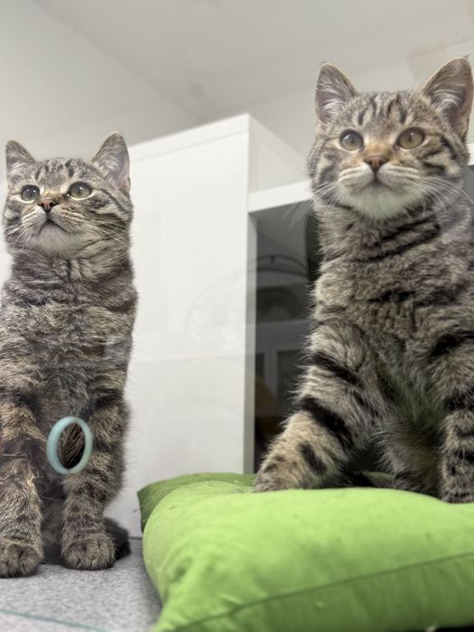 Кошенята в пошуках сім'ї