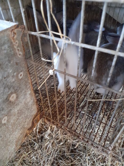 Coelhos caseiros arranjados 20€