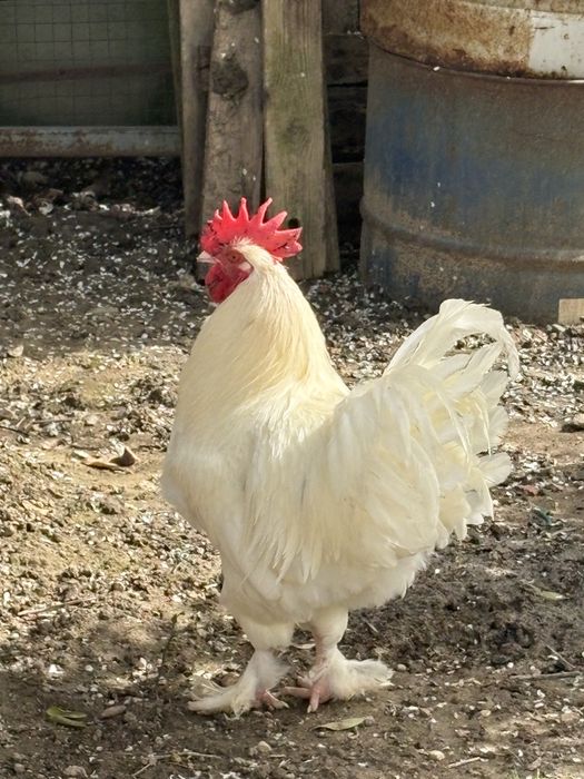 Vendo casal de Marans Brancos