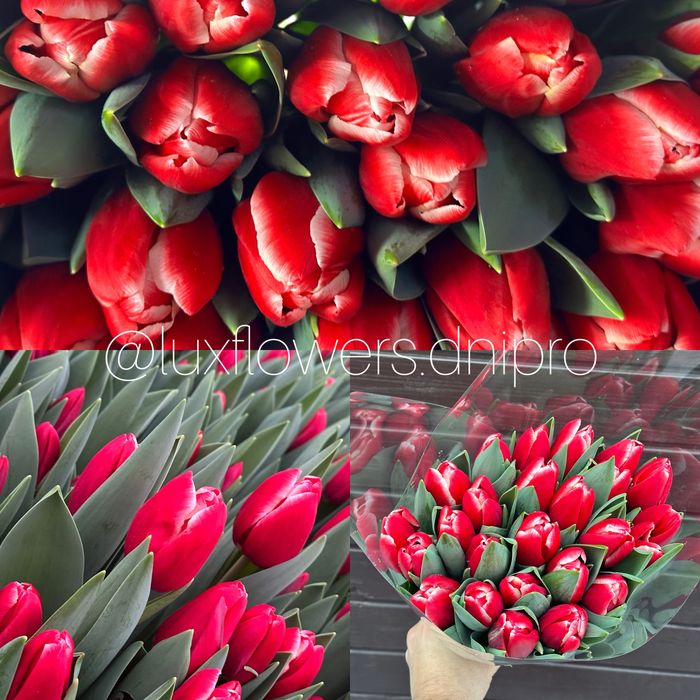 Тюльпан ОПТ, букети