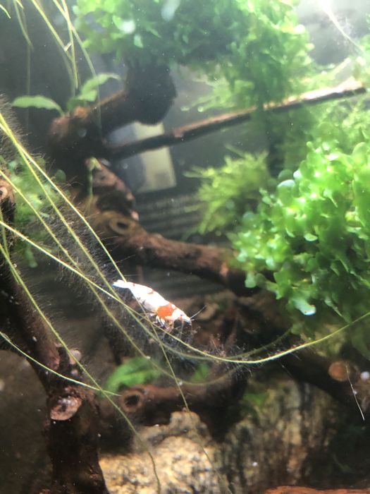 Camaroes  caridinas crystal red