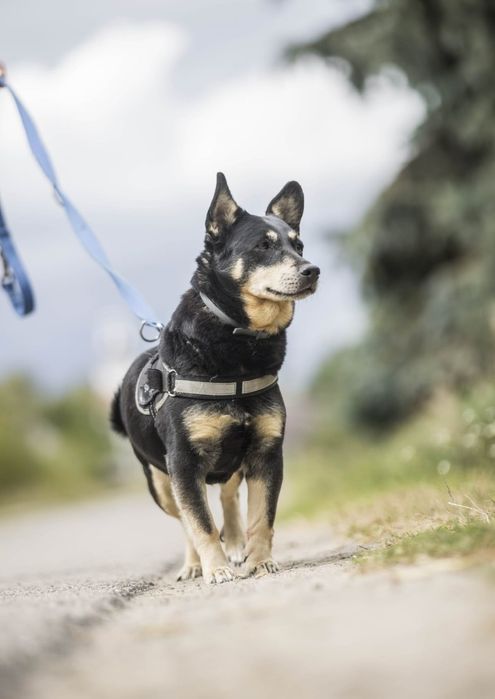 Greta poleca się do adopcji