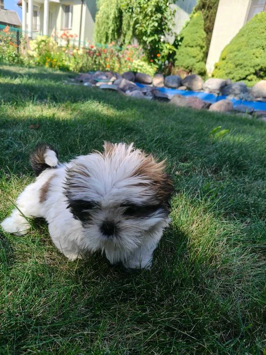 SHIH -TZU szczeniaczek