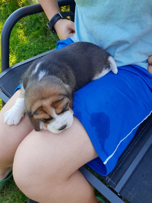 Beagle szczeniak ZKwP(FCI)