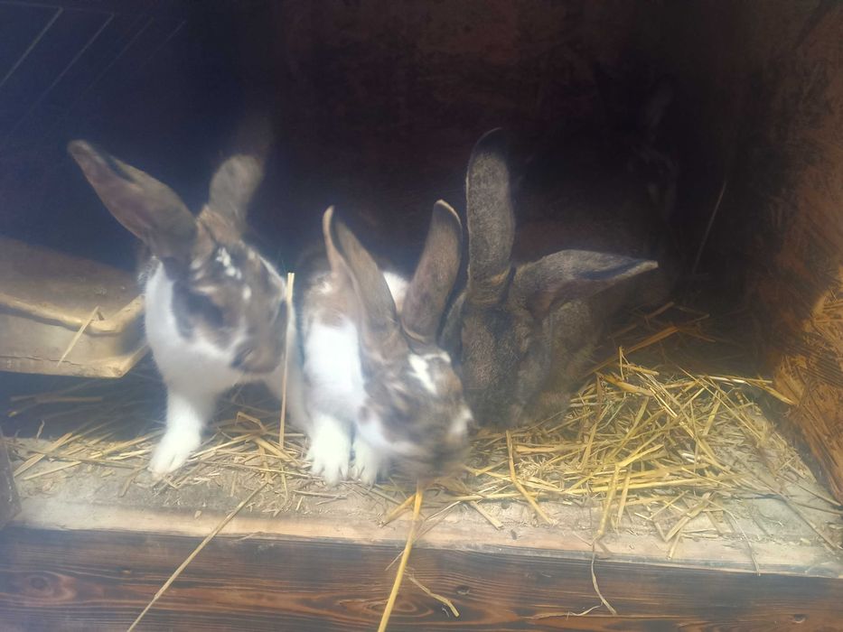 Witam posiadam króliki na sprzedaż.