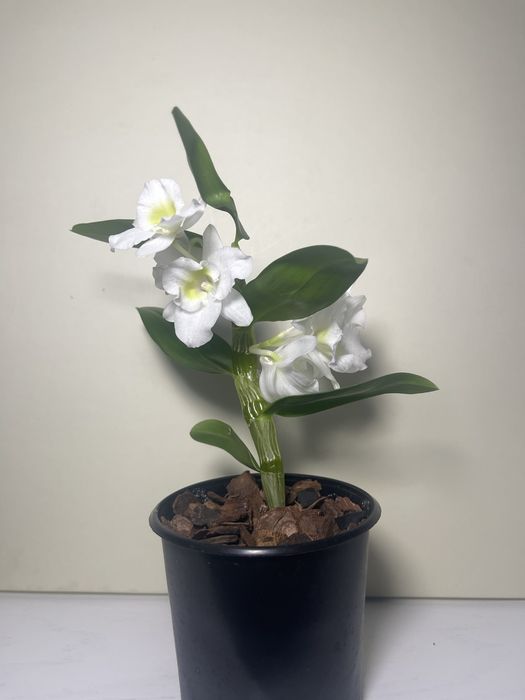 Дендробіум нобіле