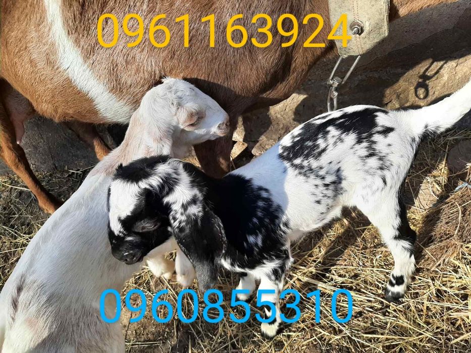 Продаються козинята англонубійські