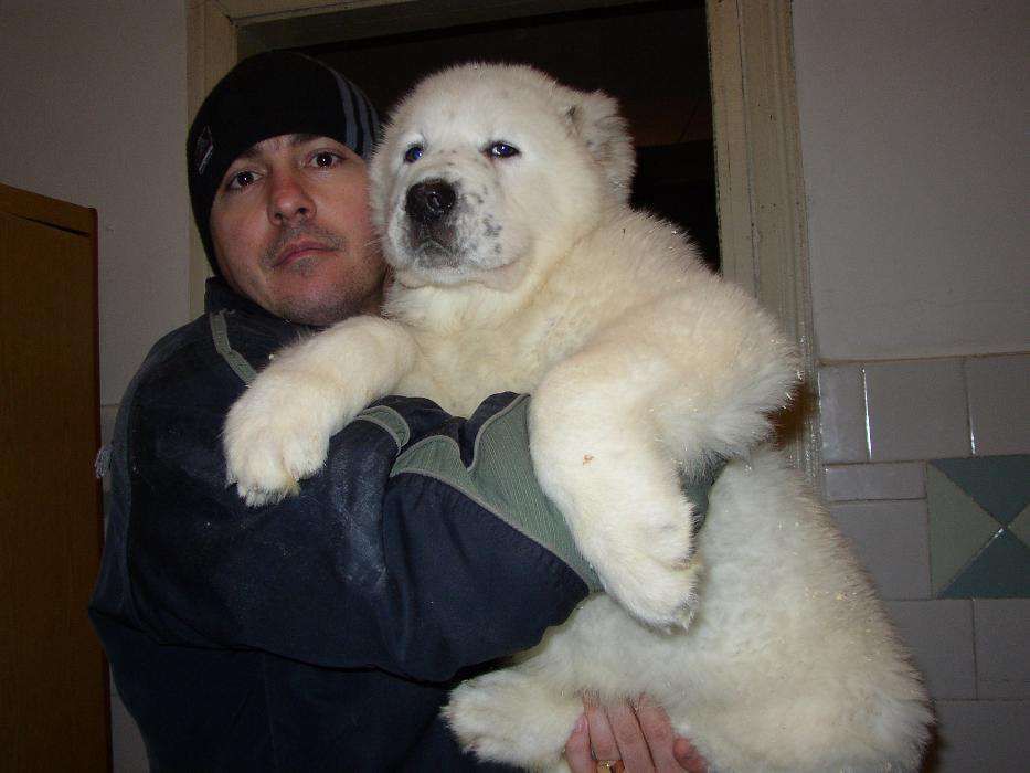 Туркменський Алабай