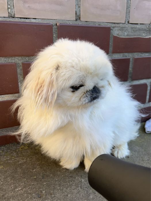 Вʼязка пекінес королівський білий