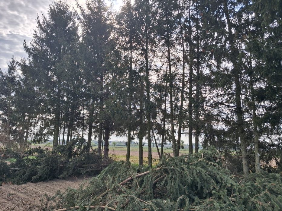 Oddam świerki w zamian za wycinke.