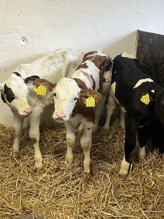 blaszki Łódzkie sprawdź kategorię Bydło