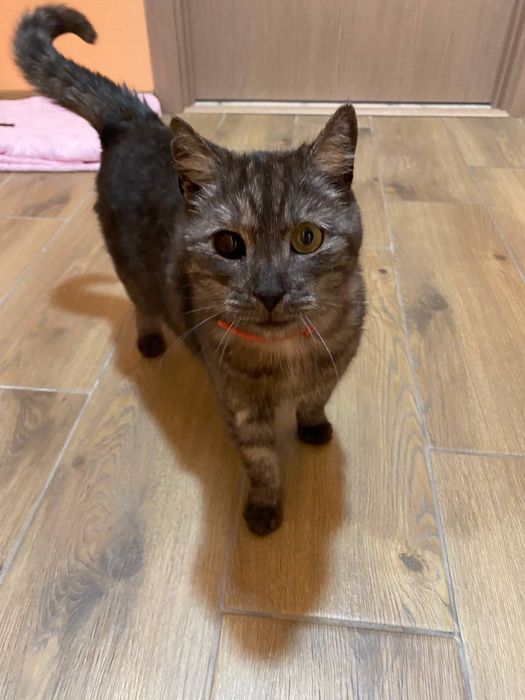 Котик в добрі руки