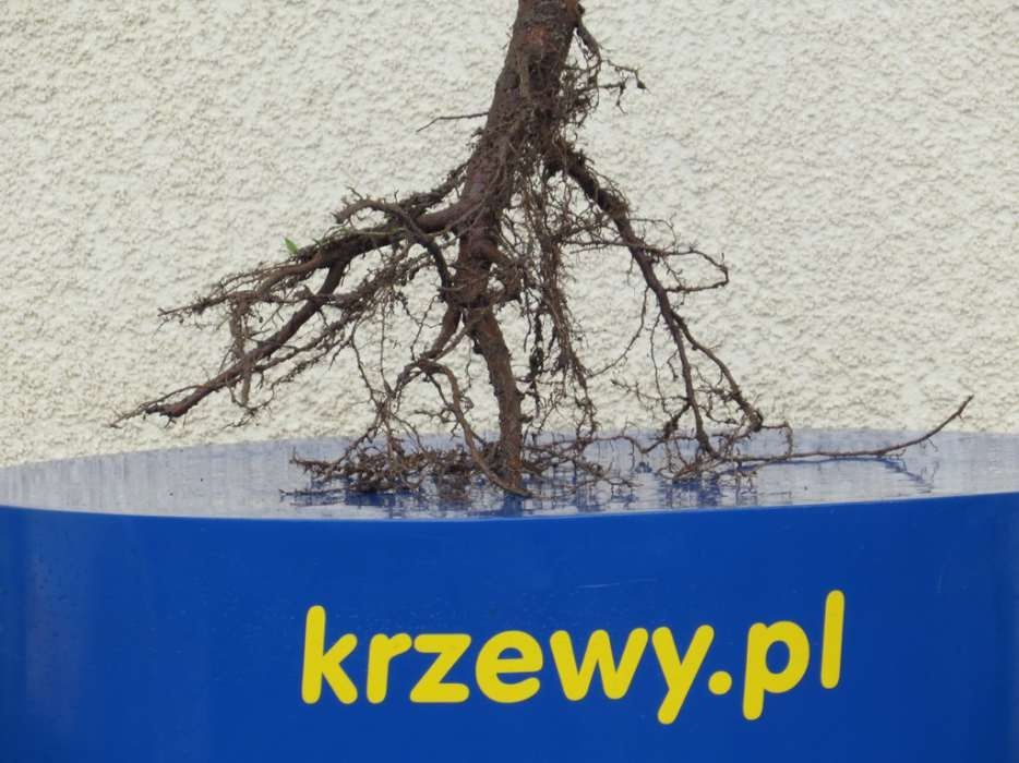 Lipa drobnolistna, tilia cordata. Sadzonki lipy z gruntu. 120-150 cm.