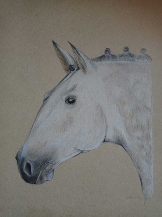 Retratos por encomenda do seu animal