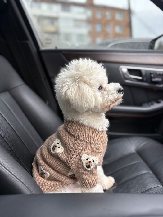 Бішон Фрізе , вʼязка (хлопчик)