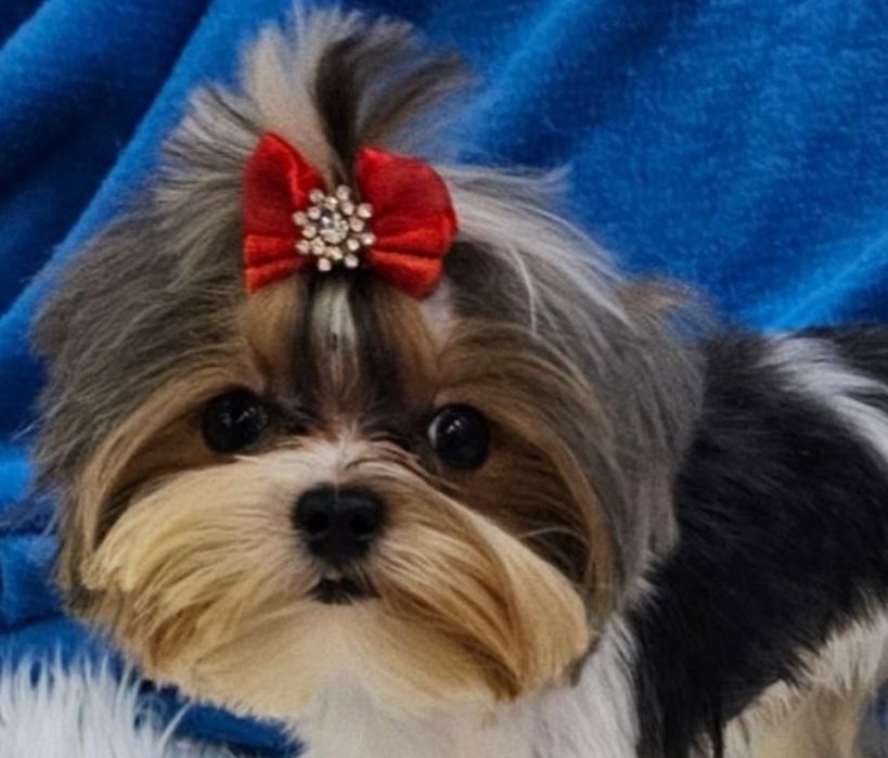 Maleńki 1200kg!!! śliczny, energiczny i wyjątkowy  chłopczyk Biewer