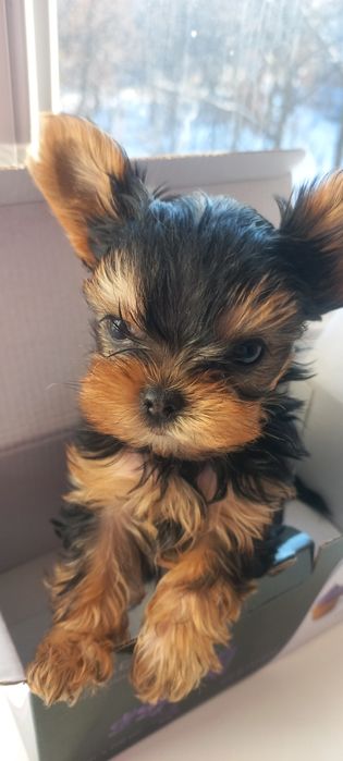 Маленькие мальчики мини