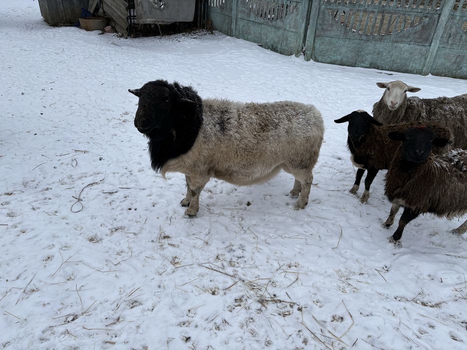 Баран  породи дорпер