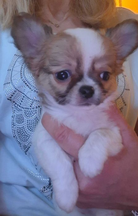 Chihuahua długowłosa ZKwP/FCI