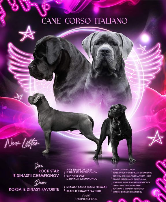 Цуценята кане корсо