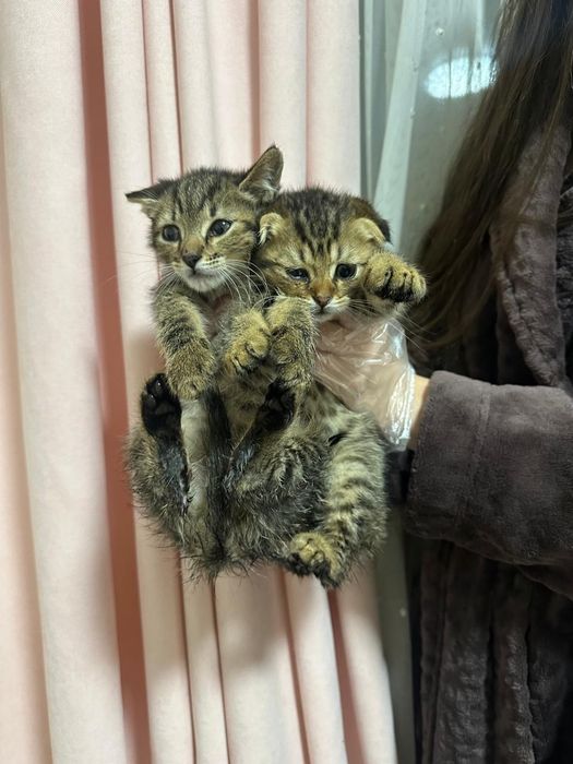 Кошенятка в пошуках домк