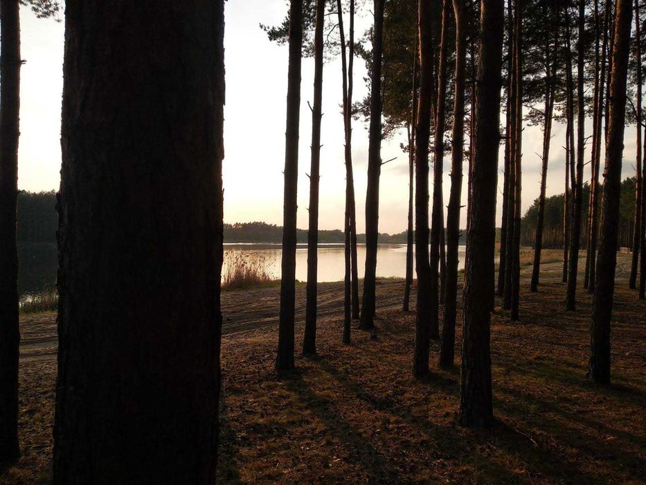 Domek letniskowy pod Sosnami nad Zalewem Ostrowy