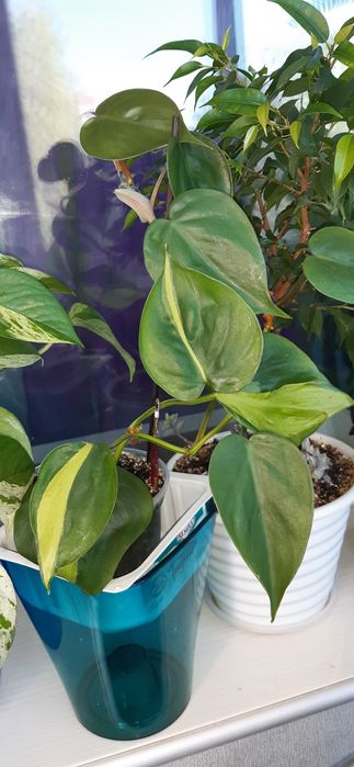 Цветы Сциндапсус епипремнум набор