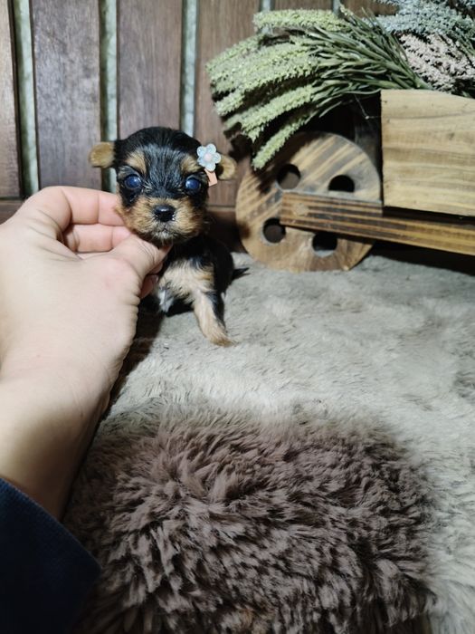 Yorkshire Terrier Fêmea