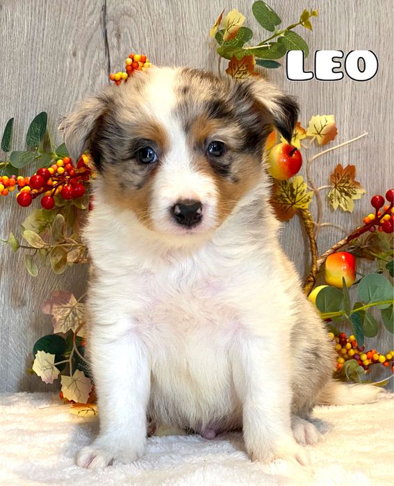 Border Collie  do rezerwacji
