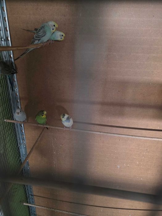 Periquitos australiano