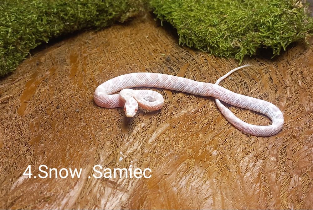 Wąż zbożowy. Snow, Ultramel anery. Młode.