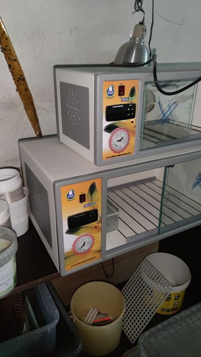 Incubadora Inca 100 para ovos de aves

Tecnologia de ponta para criaçã