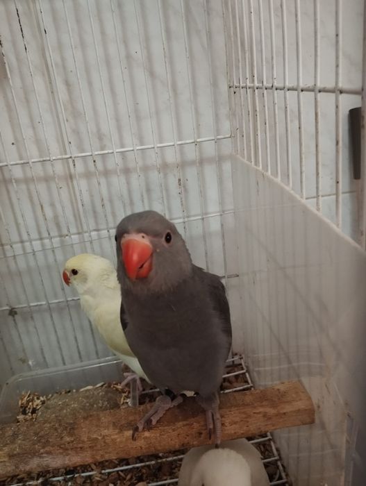 Ring necks novos, adultos e criados a mão