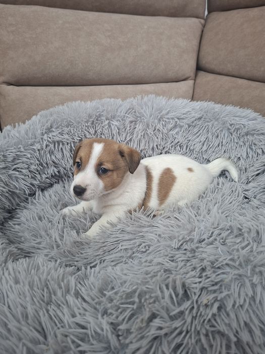 Śliczny piesek Jack Russell Terrier