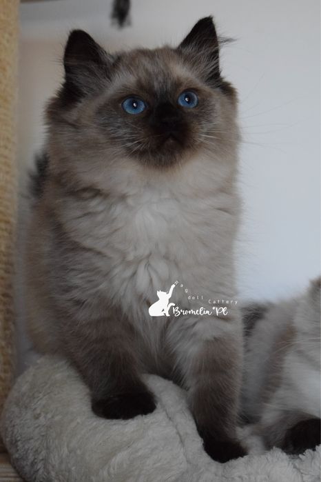Ragdoll kocurel seal point