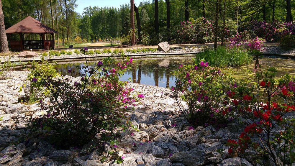 Kora Kamienna Gnejs Kruszywo Ogród