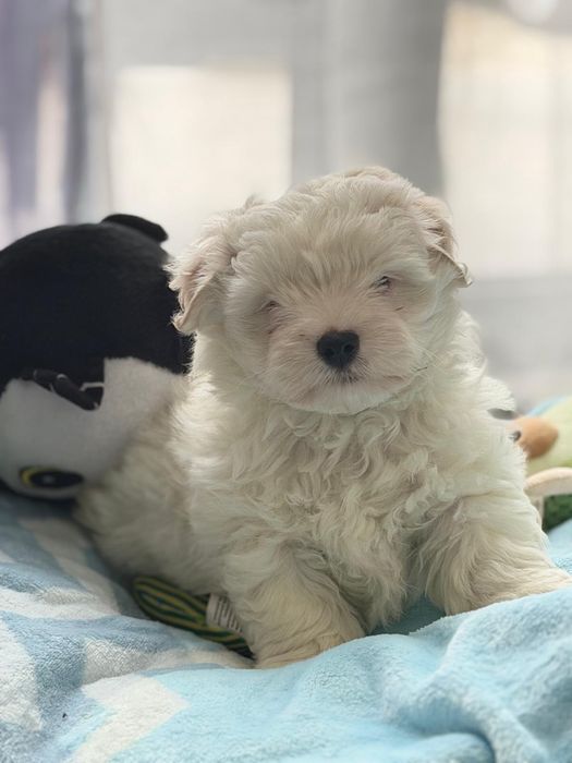 Bichon Maltês macho