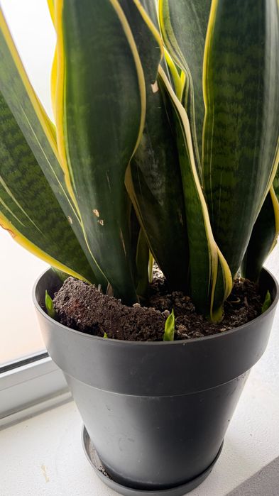 Sansevieria trifasciata ‘Laurentii’