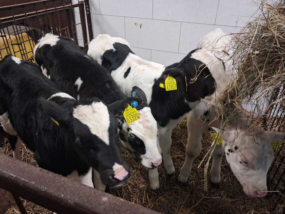 cielaki cielęta byczki