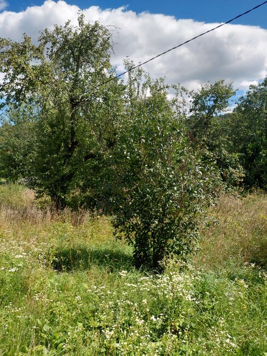 Продам будинок та 12 сотих землі