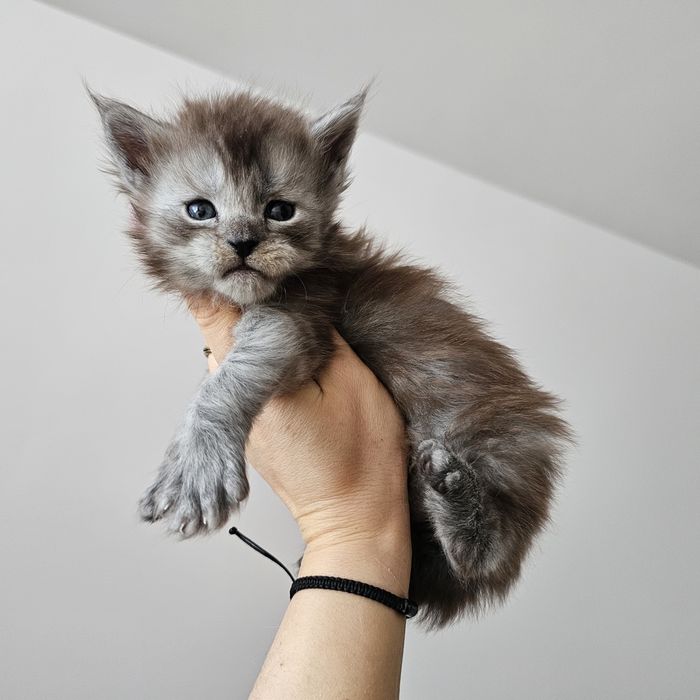 Koteczka Maine coon rodowód fpl fife