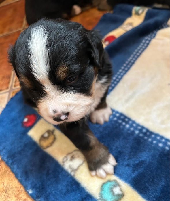 Berneński pies pasterski