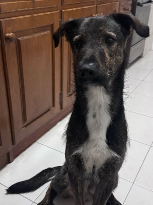 Cão para a adopção