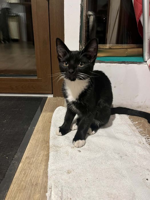 2 kotki 4 miesiące szukają domu