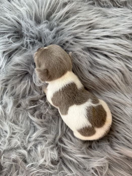 Menina  Chihuahua  lindissima “ de bolso.