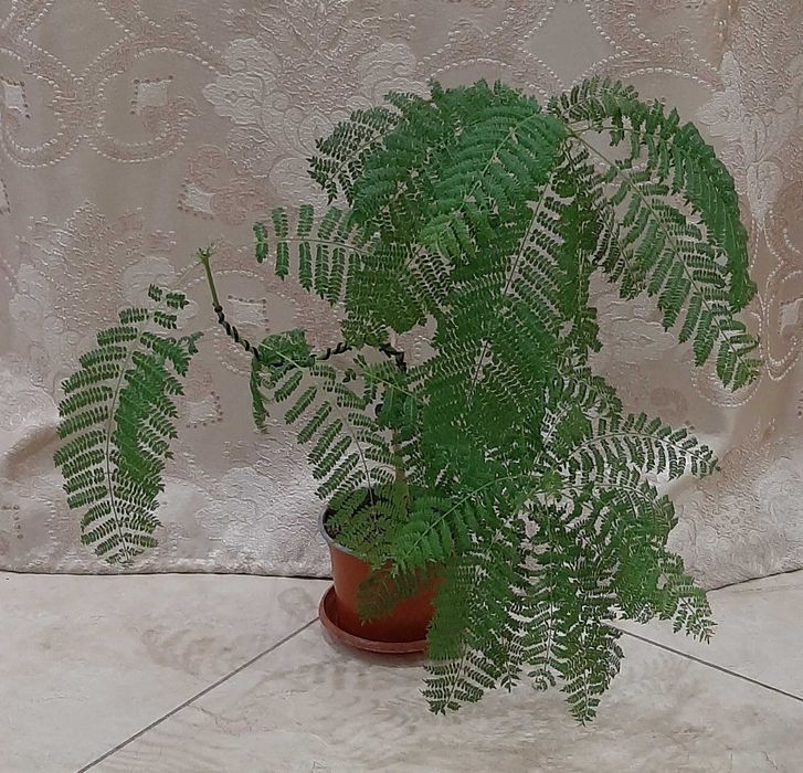 Жакаранда бонсай