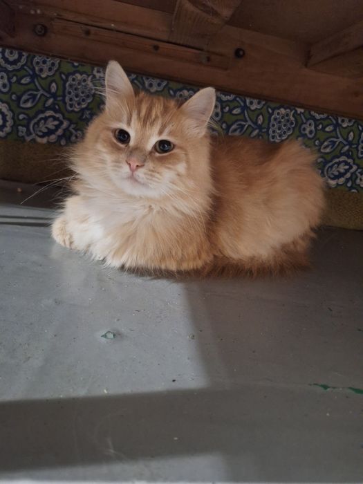 Прохання про допомогу !!!