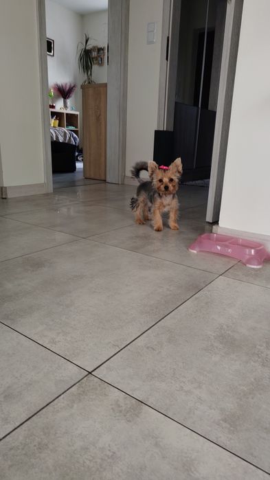 Yorkshire terrier Suczka